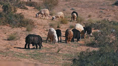 Ovejas-Najdi,-Nativas-De-La-Región-Najd-De-La-Península-Arábiga,-Pastan-En-El-Desierto