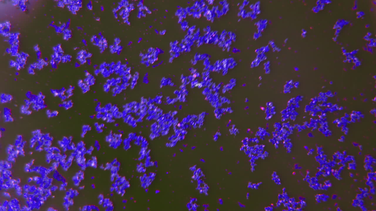 Microscopic View of Stained Cells