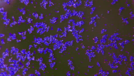 microscopic view of stained cells