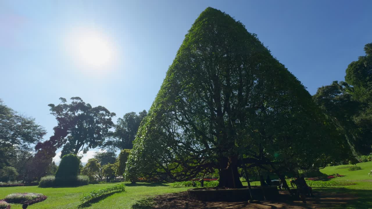 큰 모양의 나무와 함께 열대 정원에서 소녀