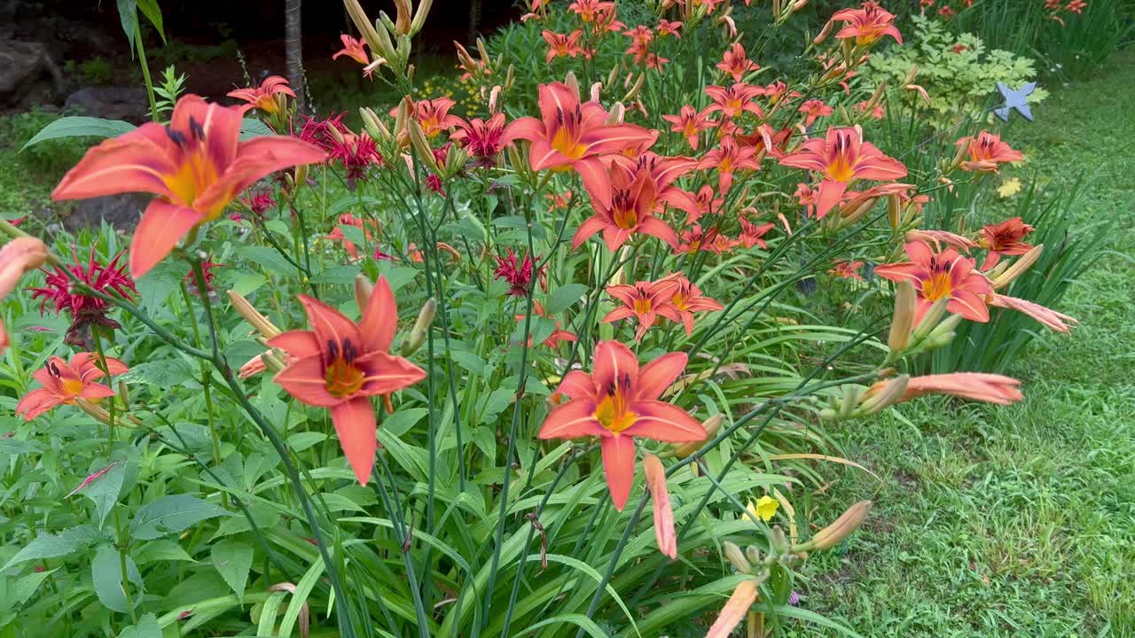 보행로 의 공동체 정원 에서  ⁇ 은색 과 노란색 꽃