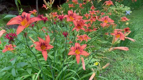 red and yellow flowers in community garden by sidewalk