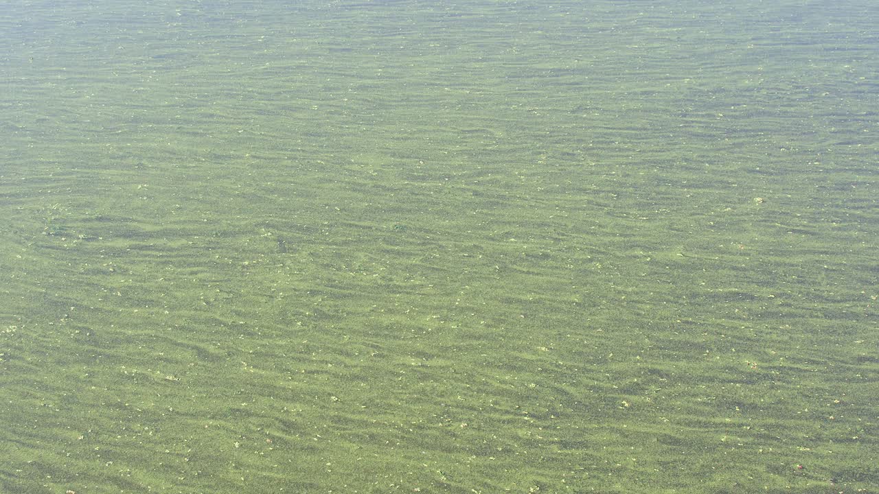 Vibrant blue green algae bloom drifts slowly in river current, ecology