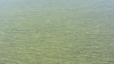 vibrant blue green algae bloom drifts slowly in river current, ecology