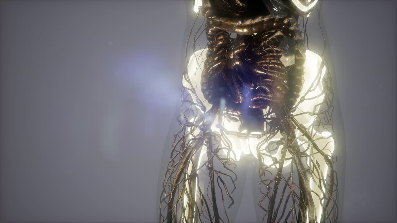 cuerpo humano con huesos esqueléticos visibles