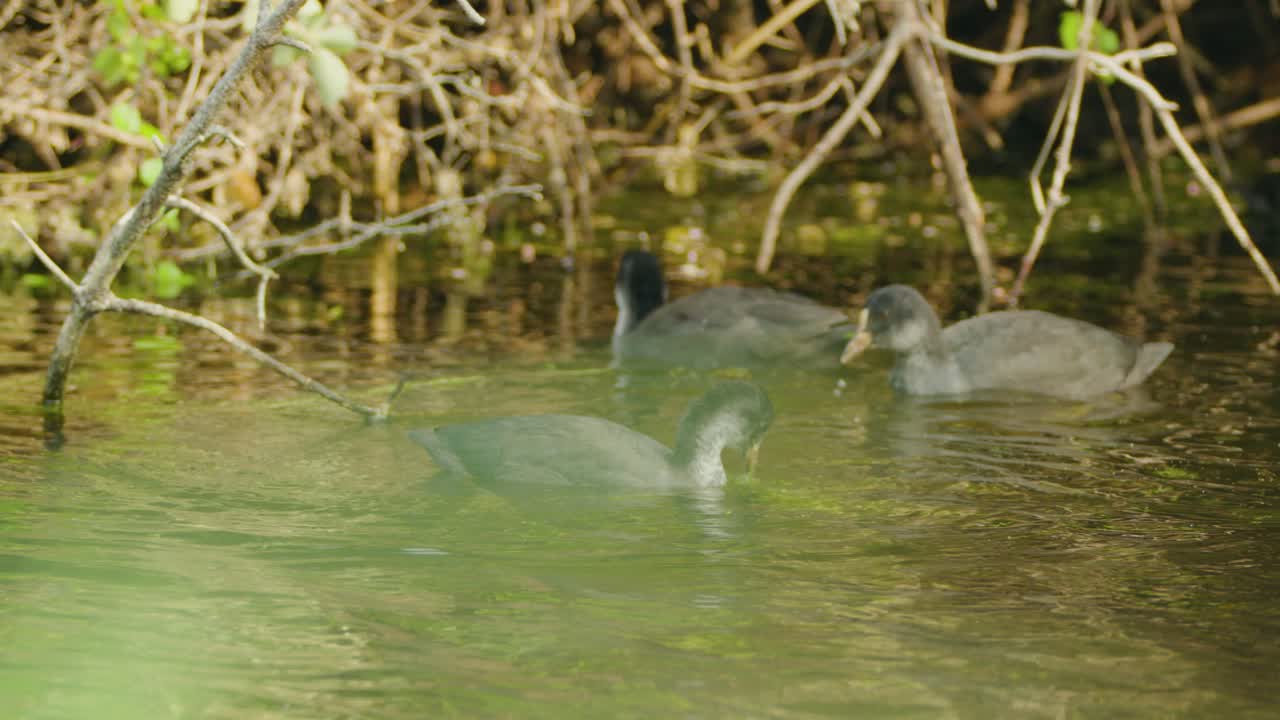 los coots comunes se sumergen en el lago en busca de comida.