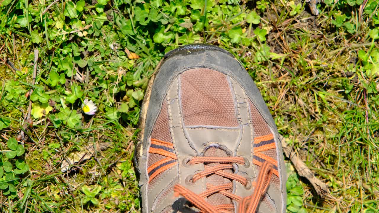 토양에 여있는 사탕수수와 녹색 풀로 여 있습니다.