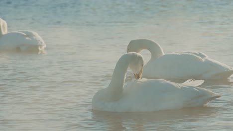 two swans preening in a misty lake