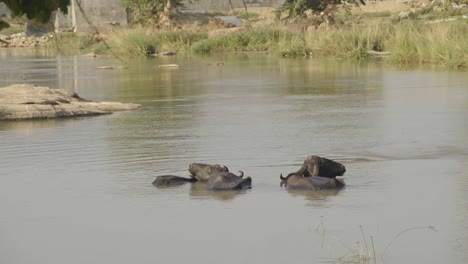 buffaloes bathing in a river