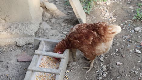 Many-red-chickens-on-a-summer-day-in-the-village