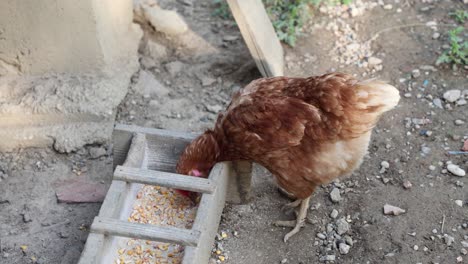 many red chickens on a summer day in the village