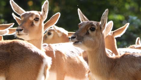 close up of a flock of persian gazelles or gazella subgutturoza standing in a slightly forested area chewing and enjoying the sun