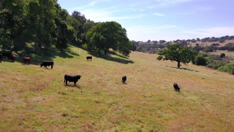 Antenne-über-Grasenden-Kühen-Auf-Einem-Feld-In-Den-Ausläufern-Von-Zentralkalifornien-1