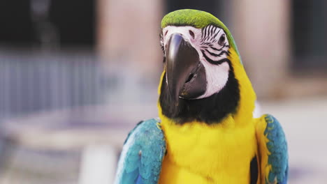 close up of adorable blue-and-gold macaw looking and posing at the camera