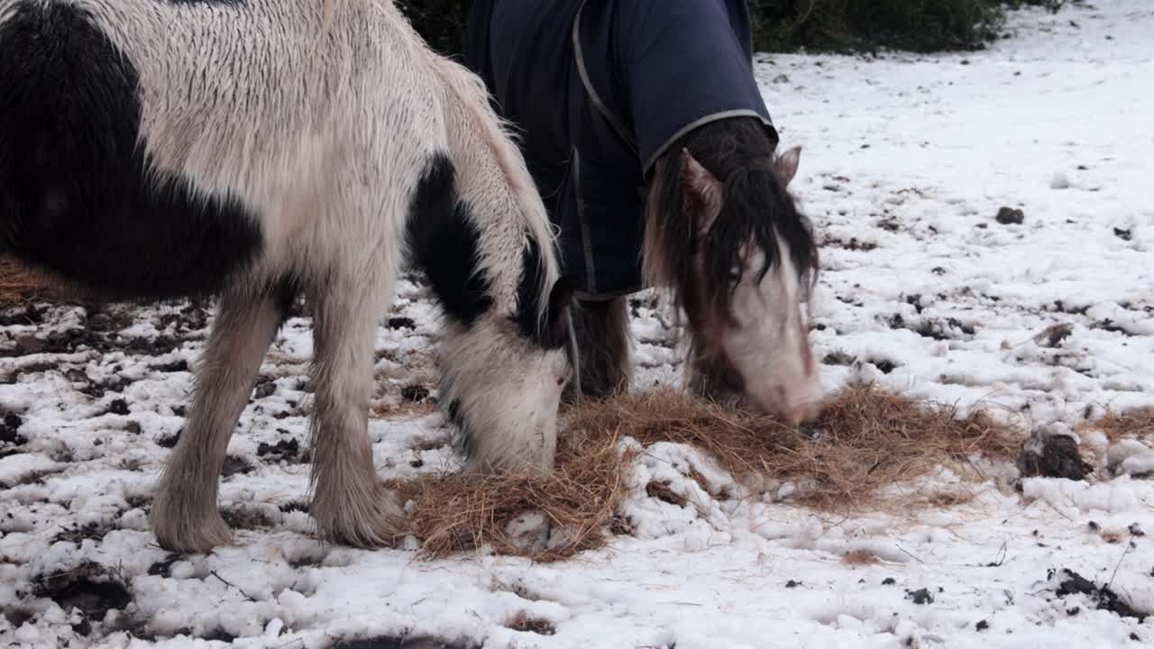 Ponys fressen Heu während einer Kälteperiode mit Schnee. Großbritannien
