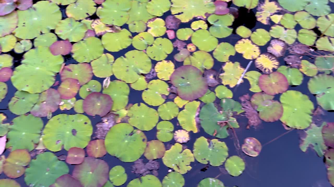 Lush green lily pads float on a calm pond surface, reflecting natural beauty in soft daylight