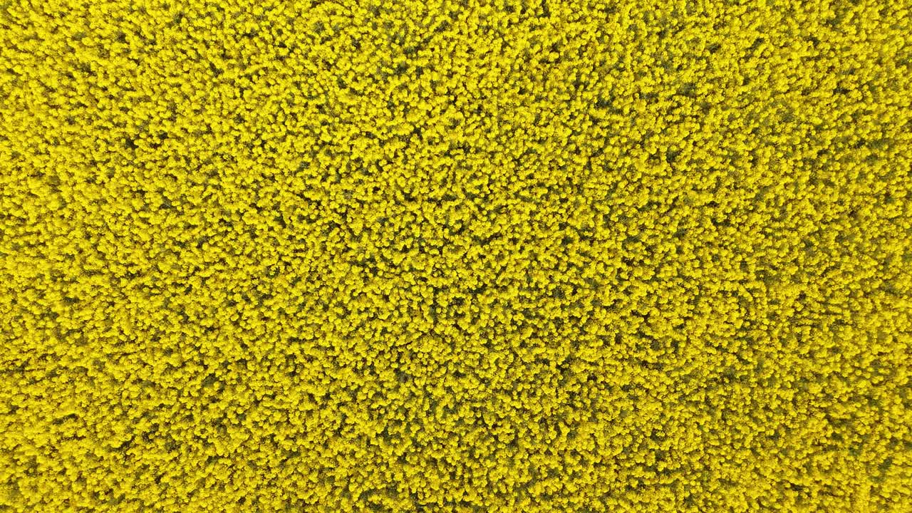 Bright yellow rapeseed flowers cover field in County Meath Ireland, sunny spring view