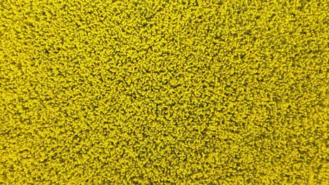 bright yellow rapeseed flowers cover field in county meath ireland, sunny spring view
