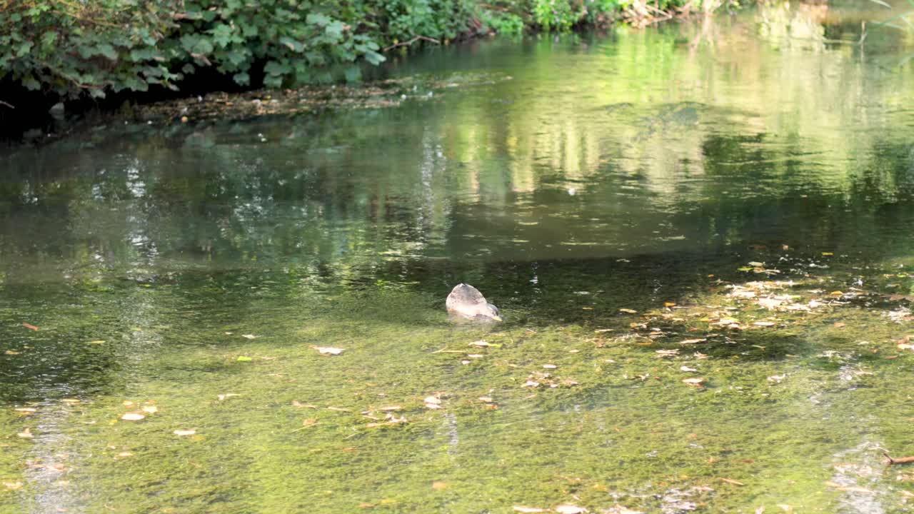 조용한 연못에서 수영하는 오리