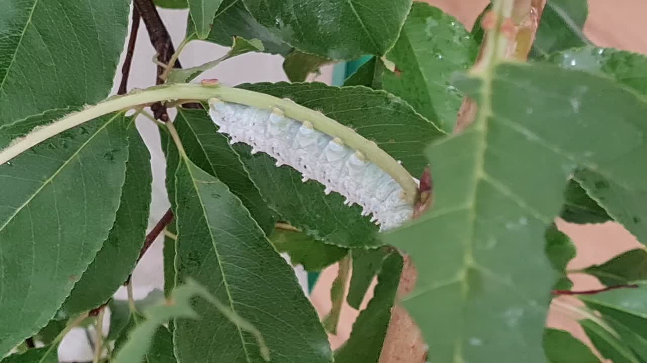 Close up shot of caterpillar climbing cherry tree branch
