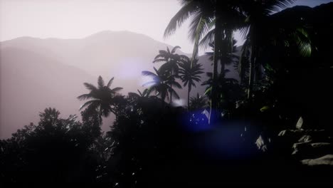 sunset beams through palm trees