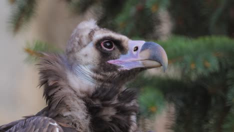 Cinereous-vulture-(Aegypius-monachus)-is-a-large-raptorial-bird-that-is-distributed-through-much-of-temperate-Eurasia.-It-is-also-known-as-the-black-vulture,-monk-or-Eurasian-black-vulture.