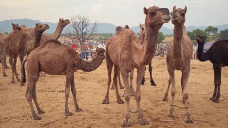 camels at pushkar mela camel fair festival in field eating chewing. pushkar, rajasthan, india