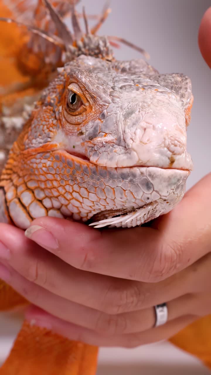 Close-up de uma iguana laranja sendo gentilmente segurada e acariciada por mãos humanas.