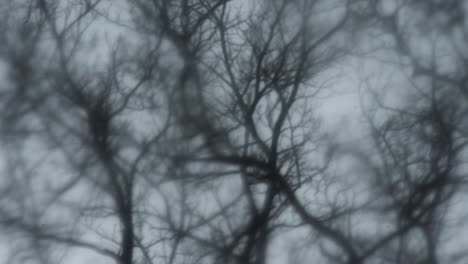 dark trees sway in the thunderstorm on windy rainy night, closeup soft focus