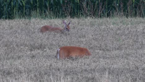 Un-Venado-De-Cola-Blanca-Alimentándose-En-Un-Campo-De-Trigo-A-última-Hora-De-La-Tarde-Después-De-La-Puesta-Del-Sol