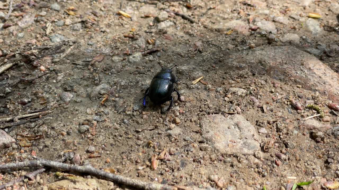 escarabajo negro mirando alrededor en el suelo