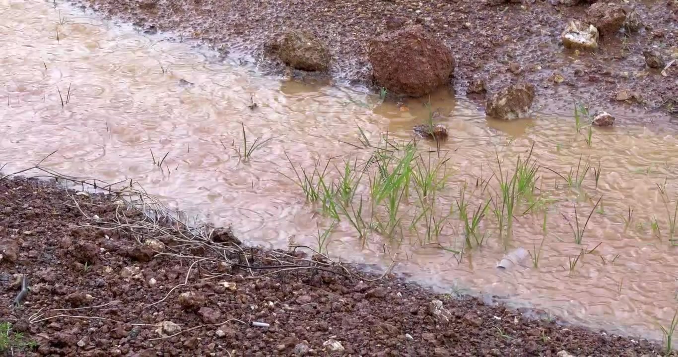A refreshing close-up view of rain nourishing vibrant green grass in a natural field. Highlighting the rejuvenating power of nature, ecological growth, and healthy vibrant botanical life.