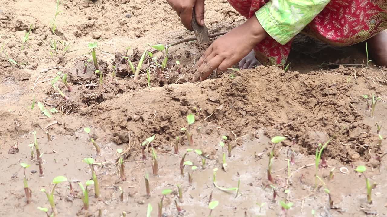 Primo piano delle mani di una donna asiatica che pianta con cura piccole piantine nel fango