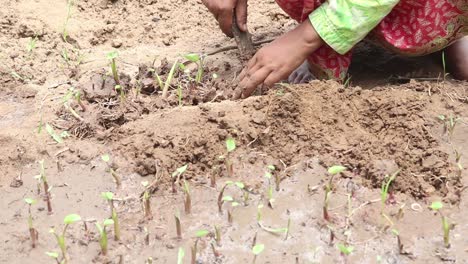 closeup of asian woman's hands carefully planting little plants in mud