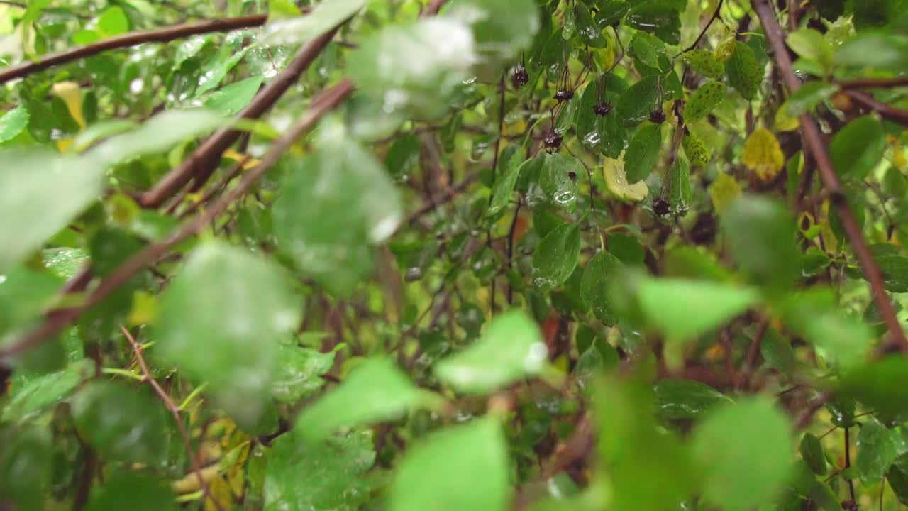 루마니아 트란실바니아 클루지나포카에서 비오는 날까지 호이아 숲 안의 젖은 녹색 잎과 가지들