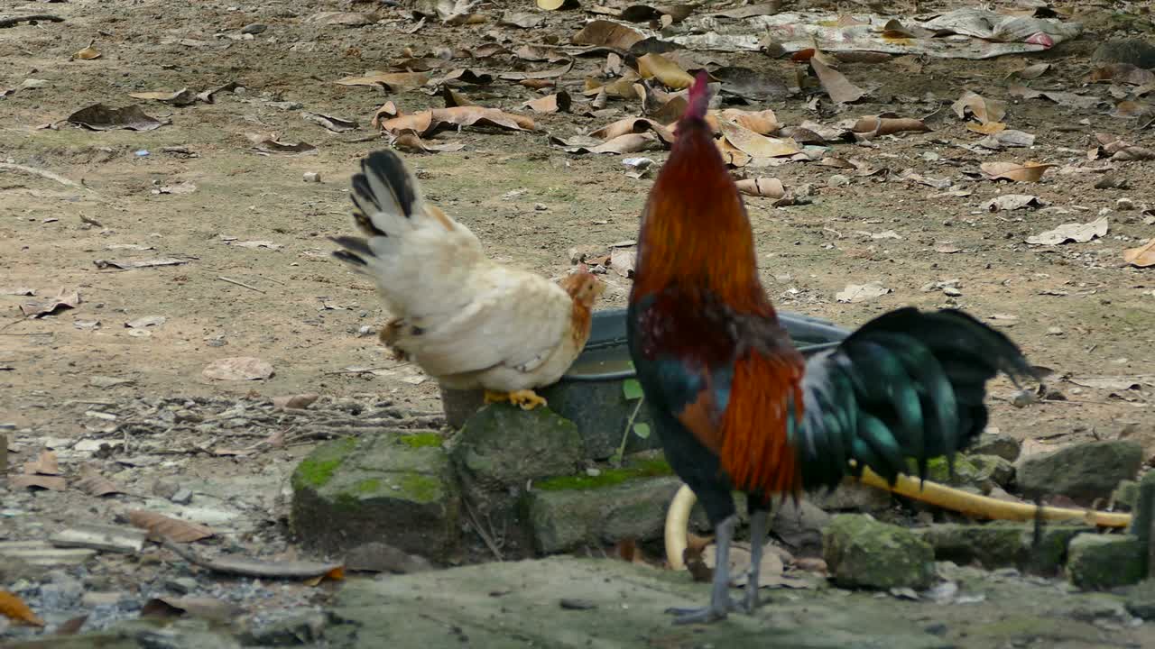pollos domésticos que se alimentan en una granja ecológica