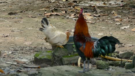 domestic chickens feeding at organic farm