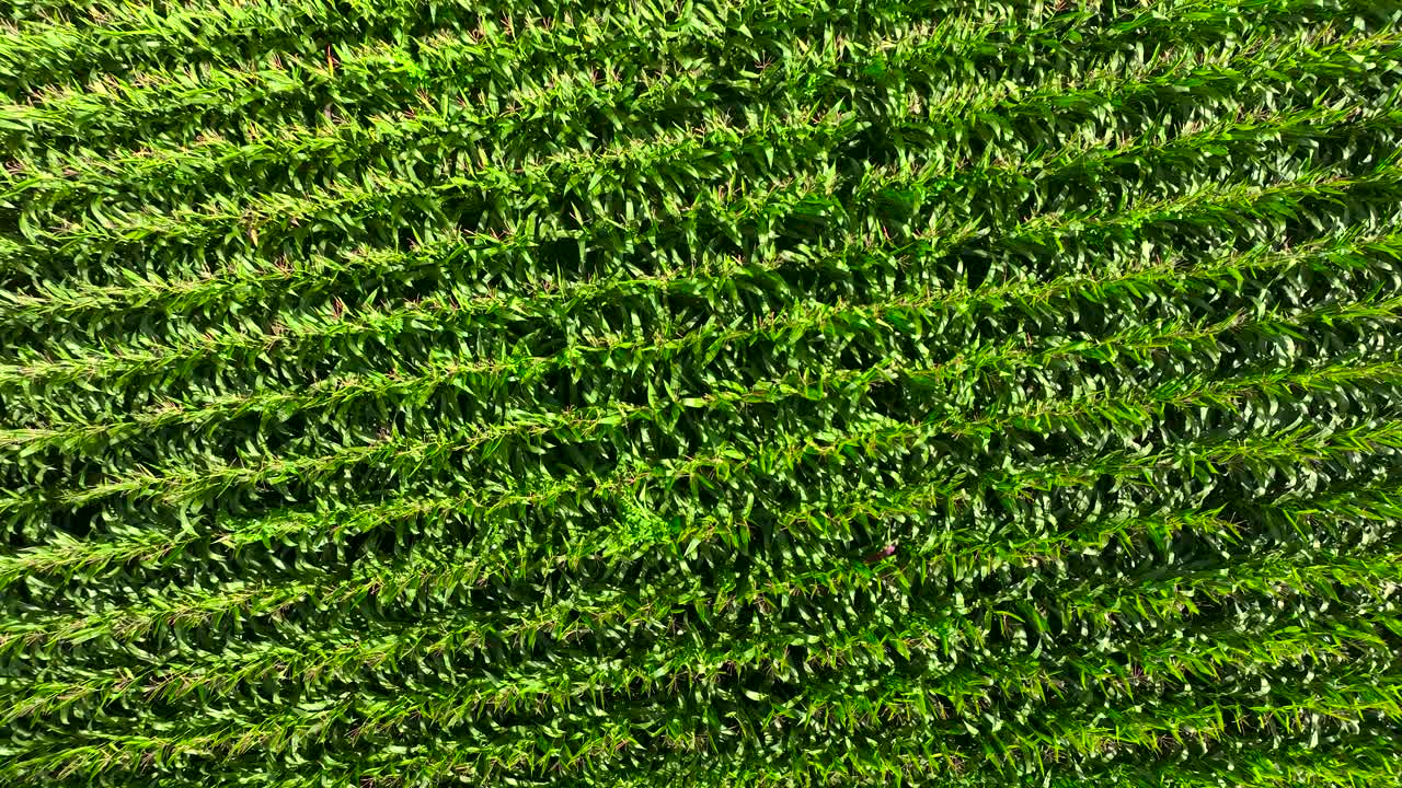 Topdown View Of Green Farm With Growing Maize In A Field Near Padron, Rois, A Coru&ntilde;a, Spain