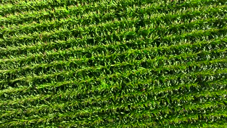 topdown view of green farm with growing maize in a field near padron, rois, a coruña, spain