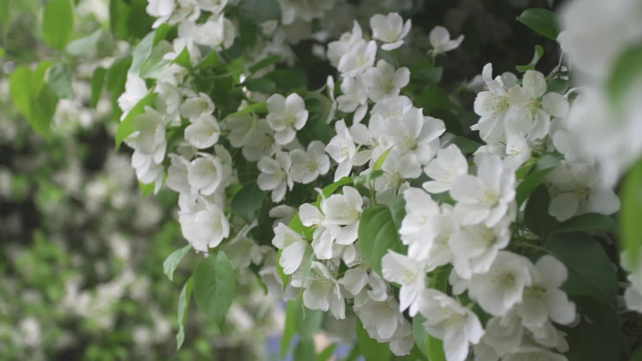 flores blancas que florecen en la primavera