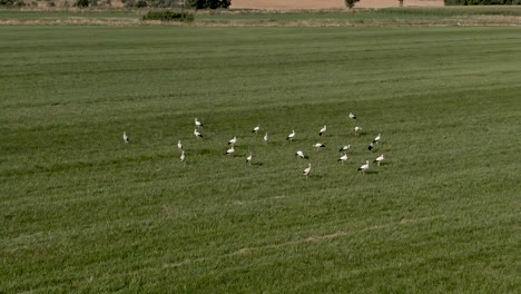Flying-in-a-circle-over-many-storks-that-are-in-a-green-field