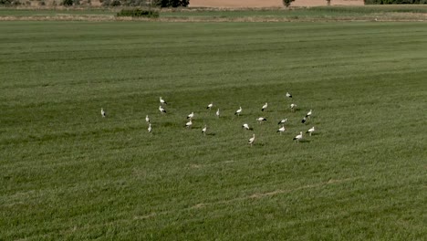 volando en círculo sobre muchas cigüeñas que están en un campo verde