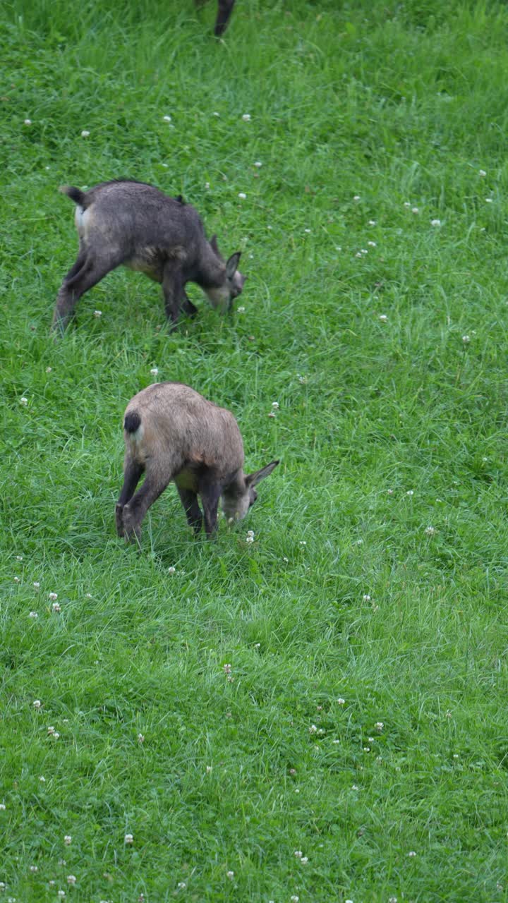 A young alpine ibex grazes calmly on a green mountain meadow in Switzerland, captured in a clean vertical wildlife shot