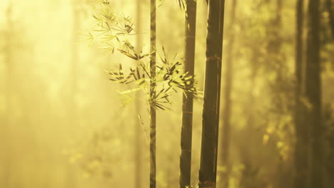 bamboo forest showing off its greenness