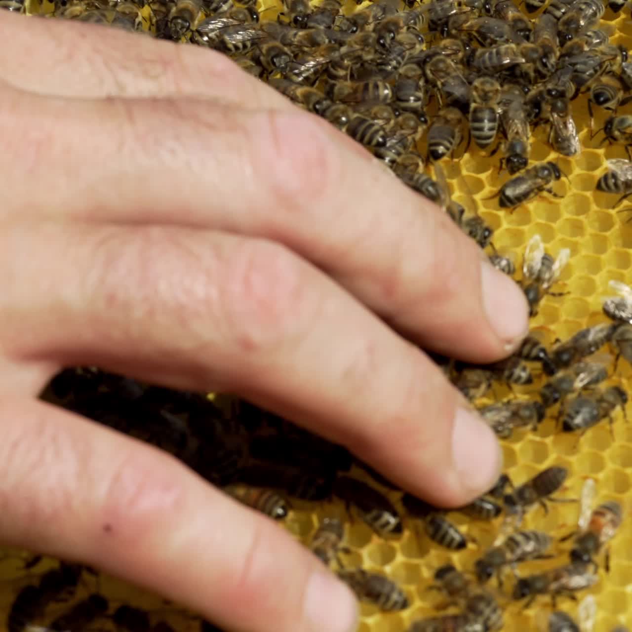 a beekeeper keeps a wooden frame with honeycomb and bees. Close-up of honey bee
