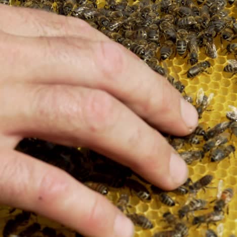 a beekeeper keeps a wooden frame with honeycomb and bees. close-up of honey bee