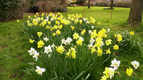 4K-close-up-on-some-yellow-and-white-narcissus-commonly-known-as-daffodil-or-jonquil-shaking-in-the-wind