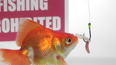 pescado dorado nadando frente a un panel la pesca está prohibida