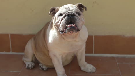 an old panting bulldog