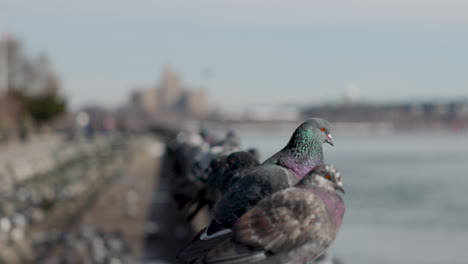 discover urban charm at john jay park, upper east side, nyc, as pigeons gracefully navigate the cityscape